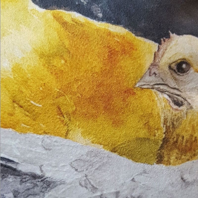 Kuddfodral Hedemorahöns 40x40 cm