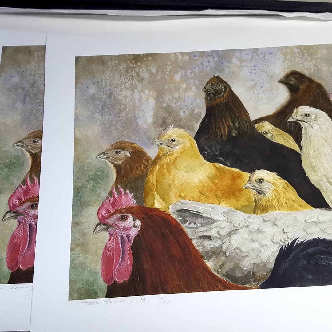 Hedemorahöns Grafiskt tryck 61x45 cm