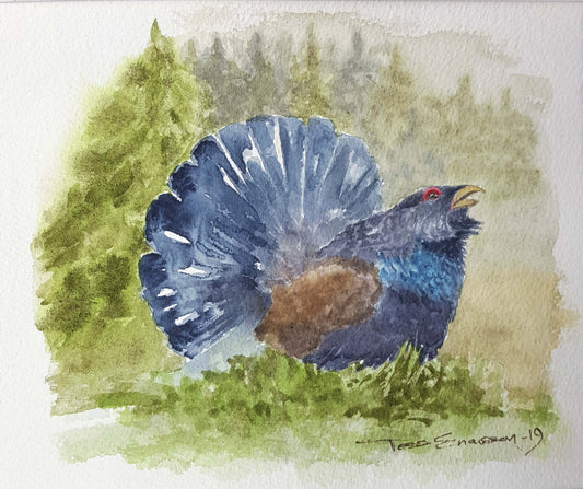 'Tjädertupp' Original i akvarell